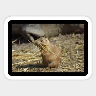 Prairie Dog Sticker